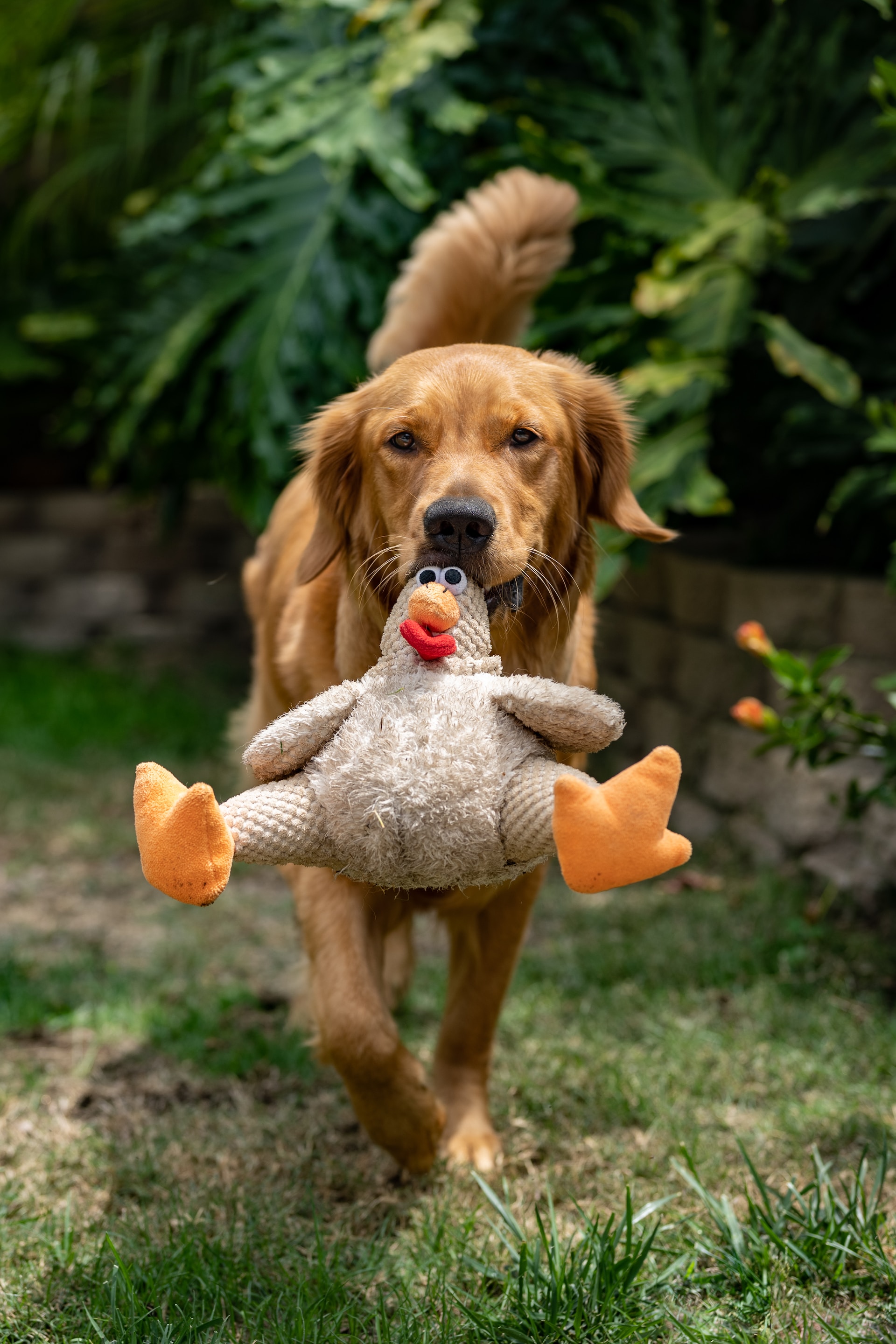 Juguete de plástico para perros