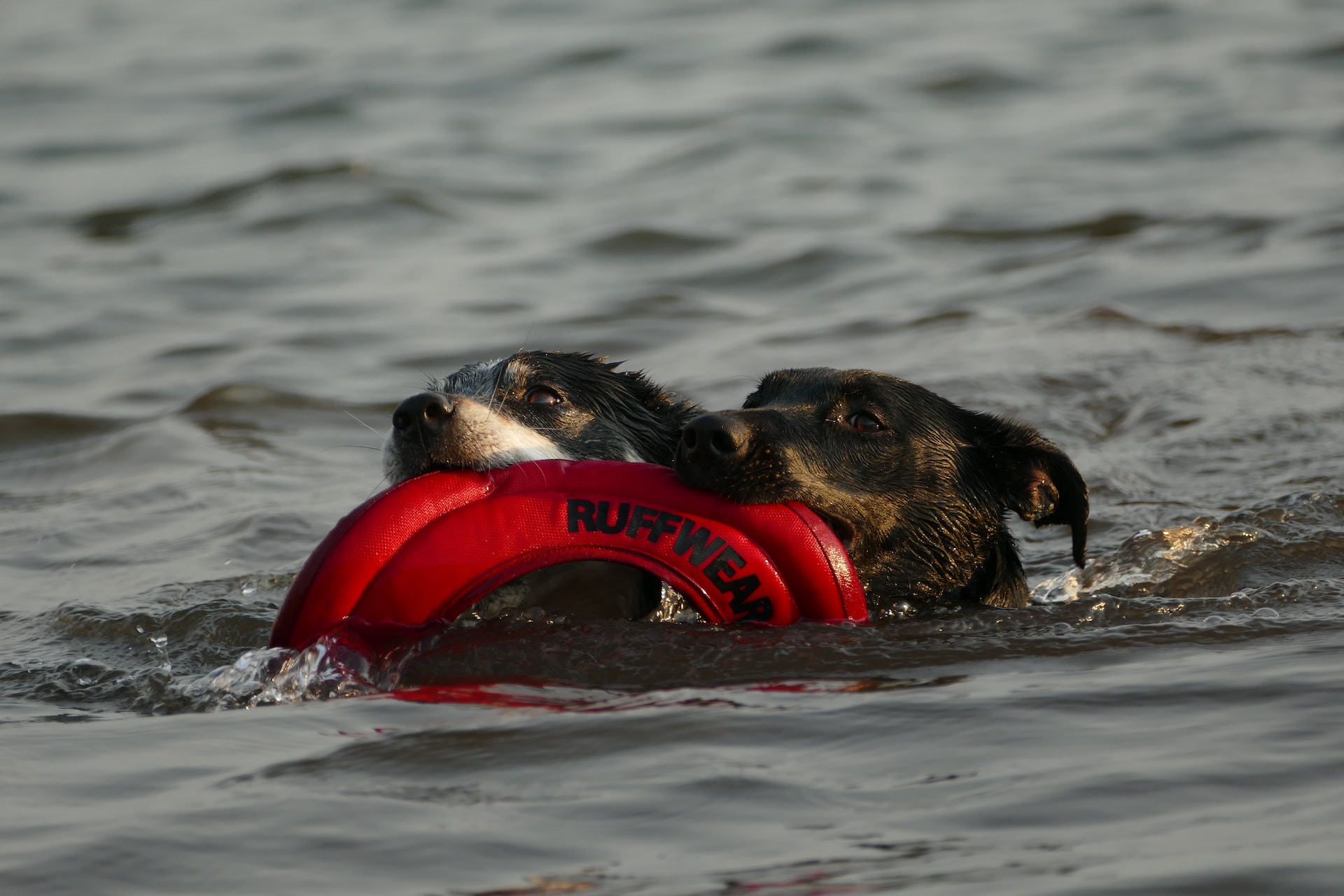 Flotador para perros