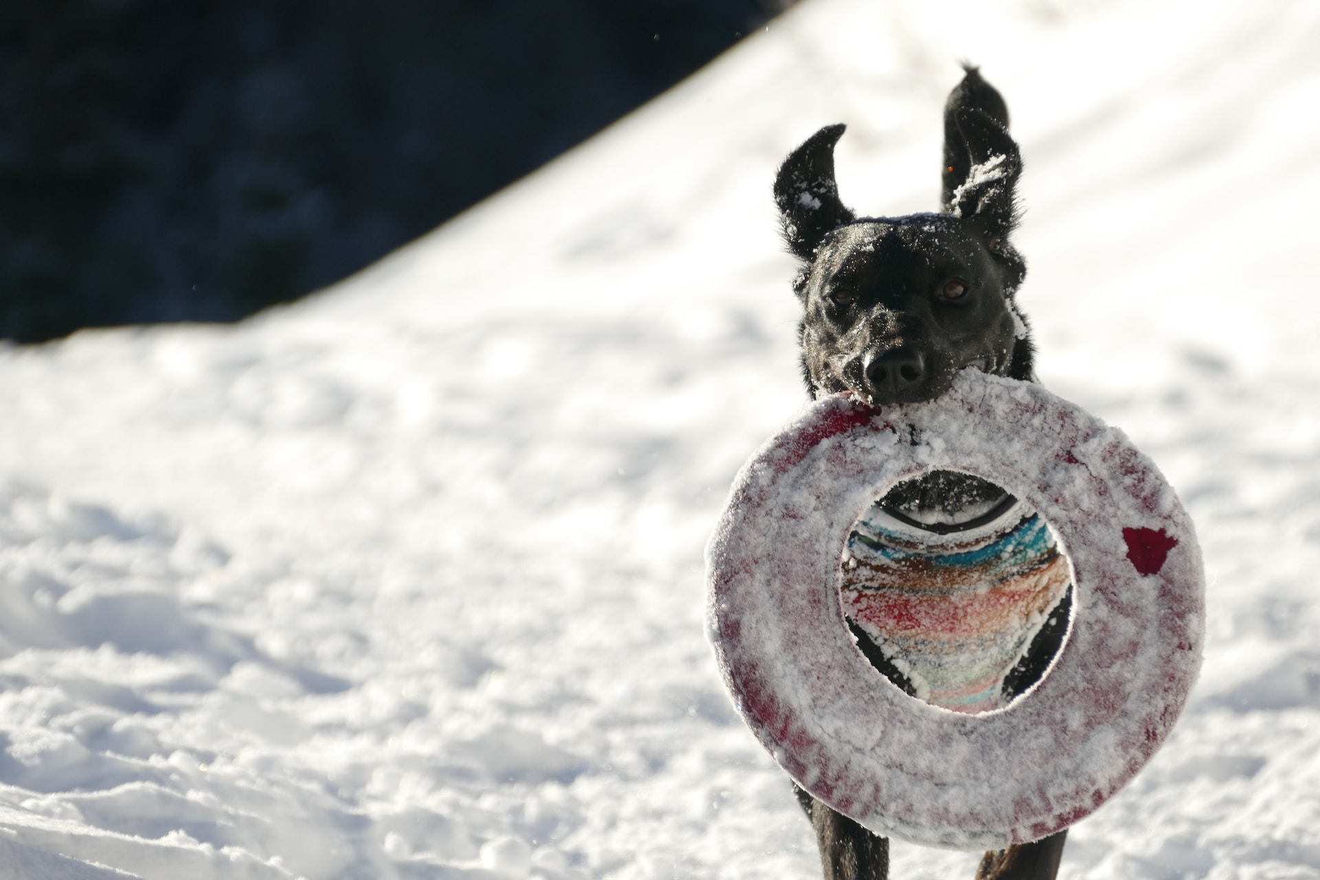 Jueguete frisbee para perros