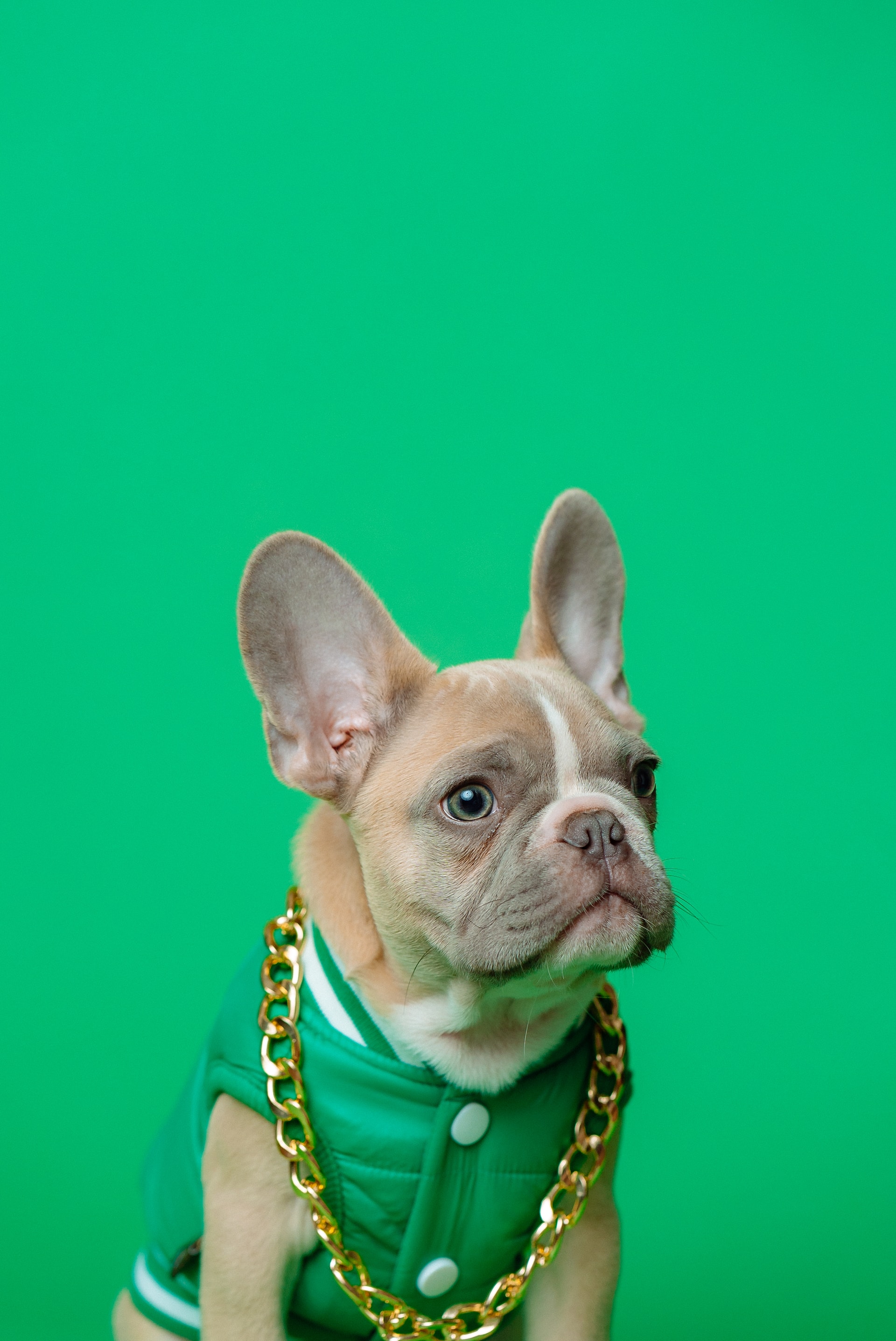Imagen de Perro llamado Z