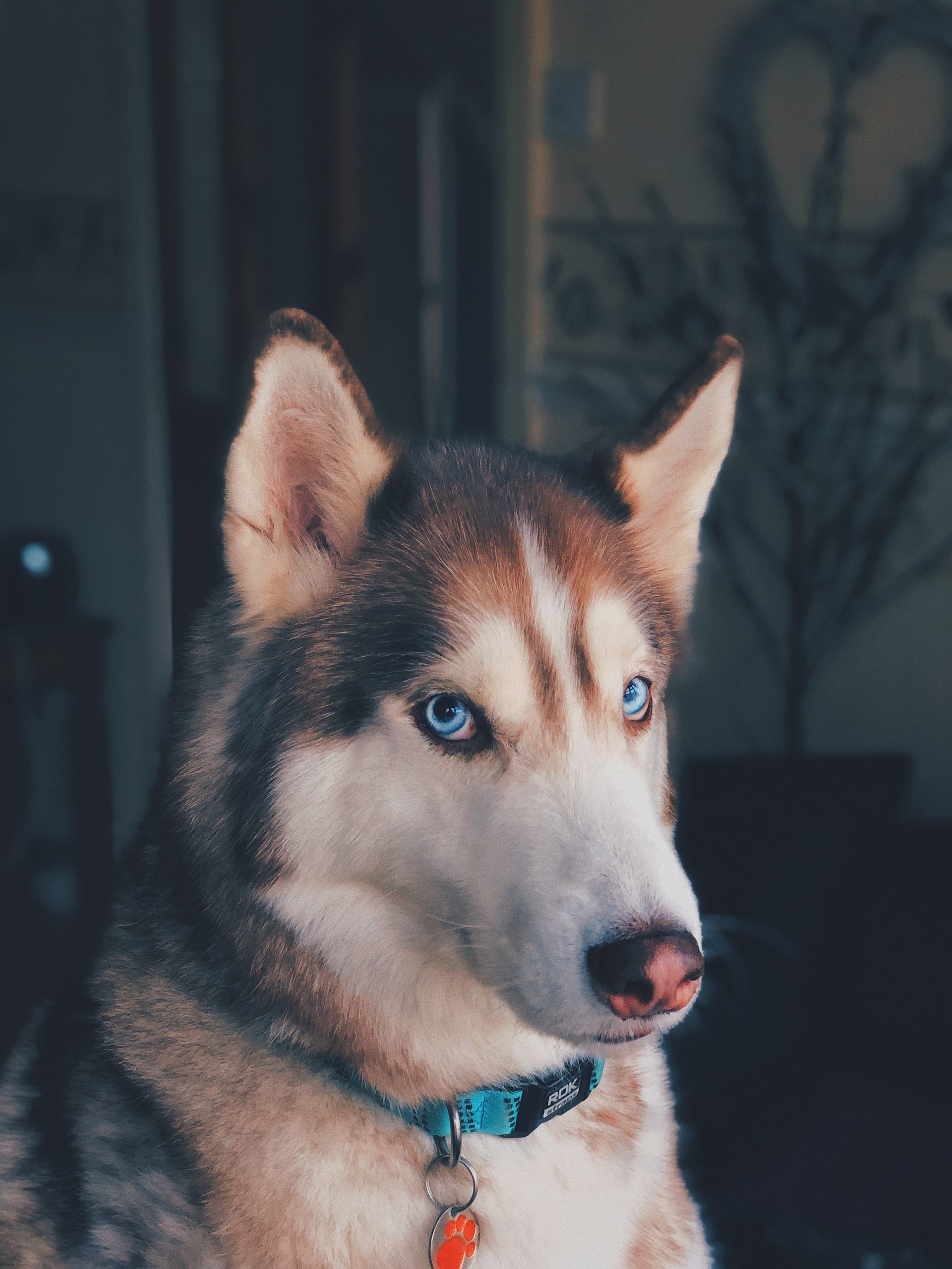 Imagen de perro llamado Soda