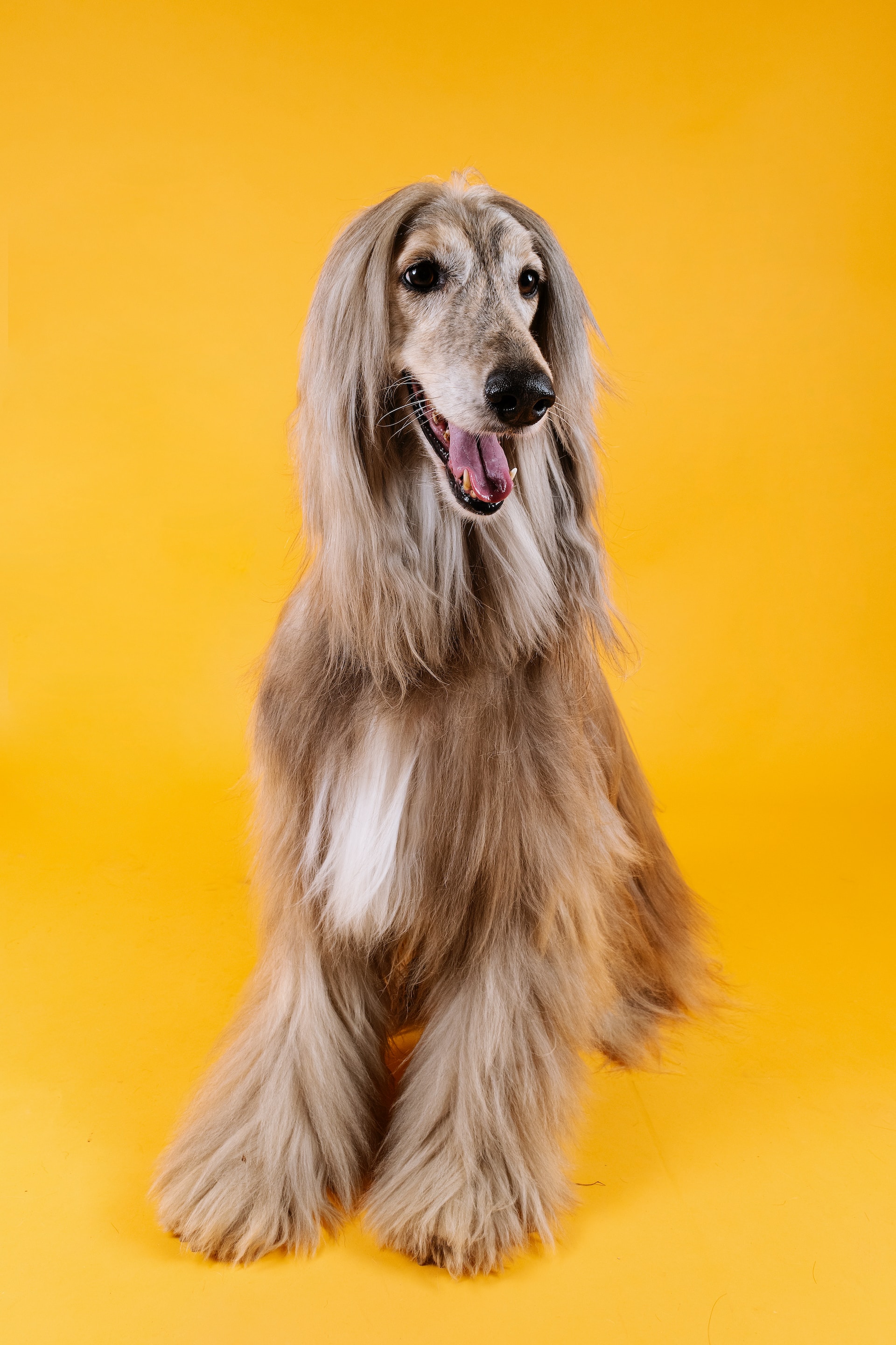 Imagen primer perro