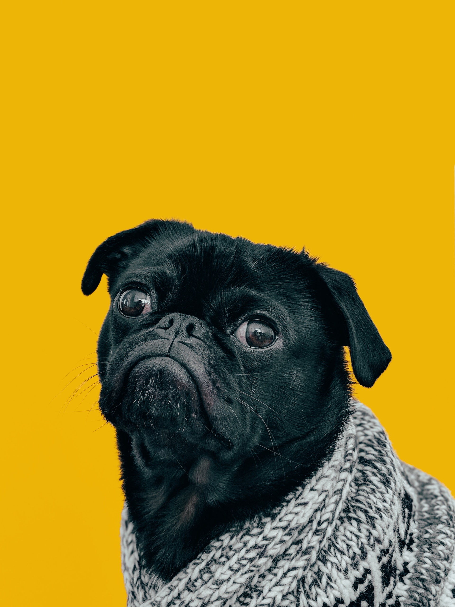 Imagen tercer perro